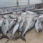 Near shore spanish mackerel caught on 1/2 day trip.