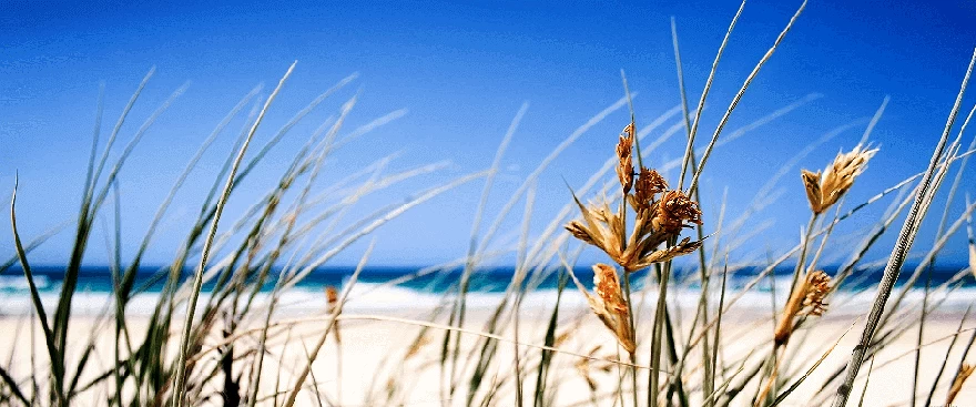 Outer Banks Sea Oats