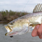 Pamlico Sound speckled trout