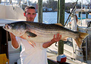 Outer Banks striped bass caught on an inshore / near shore /  Near Shore fishing Charter.