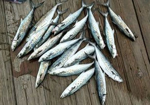 Spanish Mackel and Blue Fish