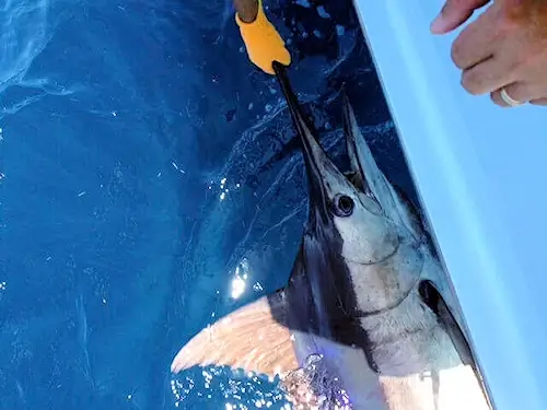 Marlin release on Outer Banks fishing charter.